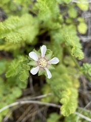 Horkelia cuneata puberula
