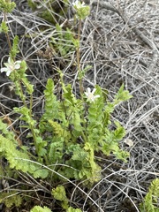Horkelia cuneata puberula