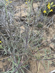 Erysimum suffrutescens