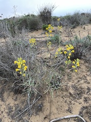 Erysimum suffrutescens