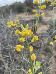 Erysimum suffrutescens