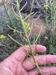 Erysimum suffrutescens