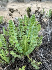 Horkelia cuneata puberula