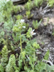 Horkelia cuneata puberula