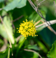 Sanicula maritima