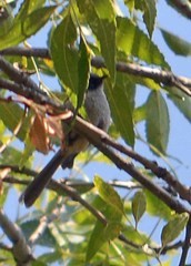 Psaltriparus minimus