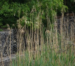 Phragmites australis