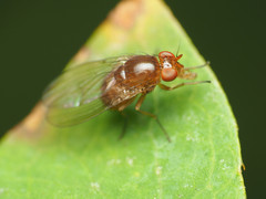 Physoclypeus