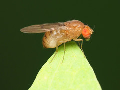 Drosophila tripunctata