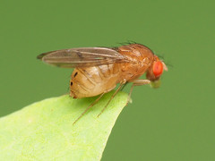 Drosophila tripunctata