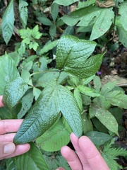 Tectaria heracleifolia