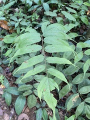 Tectaria heracleifolia