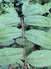 Tectaria heracleifolia