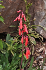 Penstemon barbatus torreyi