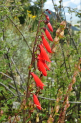 Penstemon barbatus torreyi