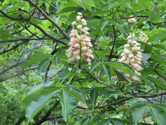 Aesculus turbinata