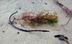 Mitotichthys meraculus