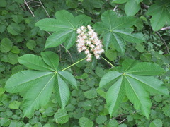 Aesculus turbinata