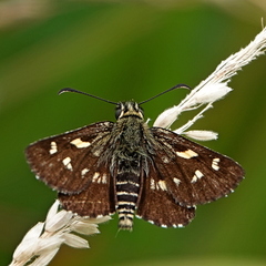 Hesperilla munionga