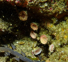 Monomyces rubrum