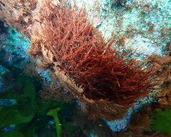 Vidalia colensoi