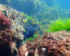 Parma alboscapularis