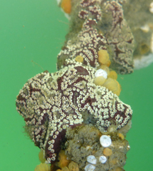Botryllus