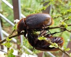 Dynastes septentrionalis