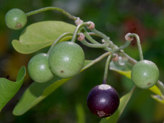 Capparis lucida