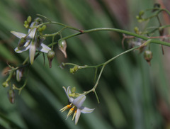 Dianella rara