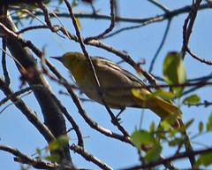 Icterus