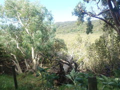 Eucalyptus tenuiramis