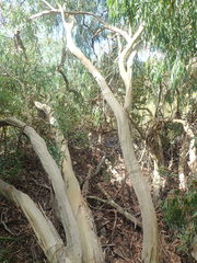 Eucalyptus tenuiramis