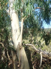 Eucalyptus tenuiramis