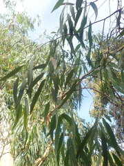 Eucalyptus tenuiramis