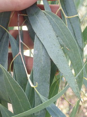 Eucalyptus tenuiramis