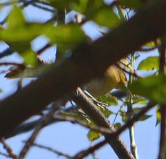 Icterus