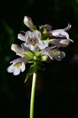 Penstemon pratensis