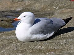 Chroicocephalus novaehollandiae novaehollandiae