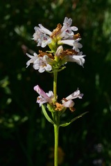 Penstemon pratensis