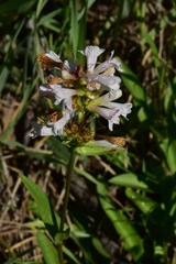 Penstemon pratensis
