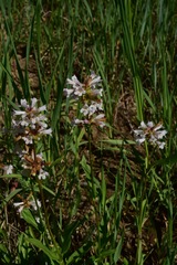Penstemon pratensis