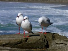 Chroicocephalus novaehollandiae novaehollandiae