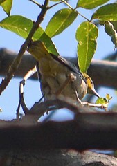 Icterus