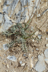 Hymenopappus filifolius nanus