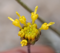 Hymenopappus filifolius nanus