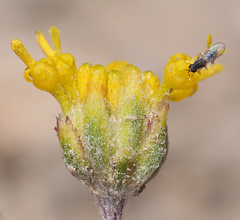 Hymenopappus filifolius nanus