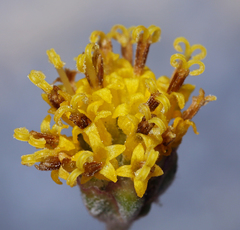 Hymenopappus filifolius nanus