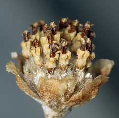 Hymenopappus filifolius nanus