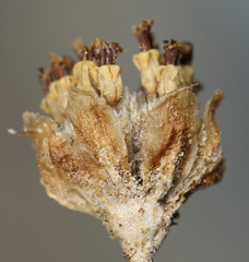 Hymenopappus filifolius nanus